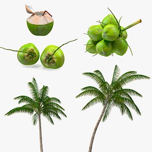 3D coconuts fruits palm
