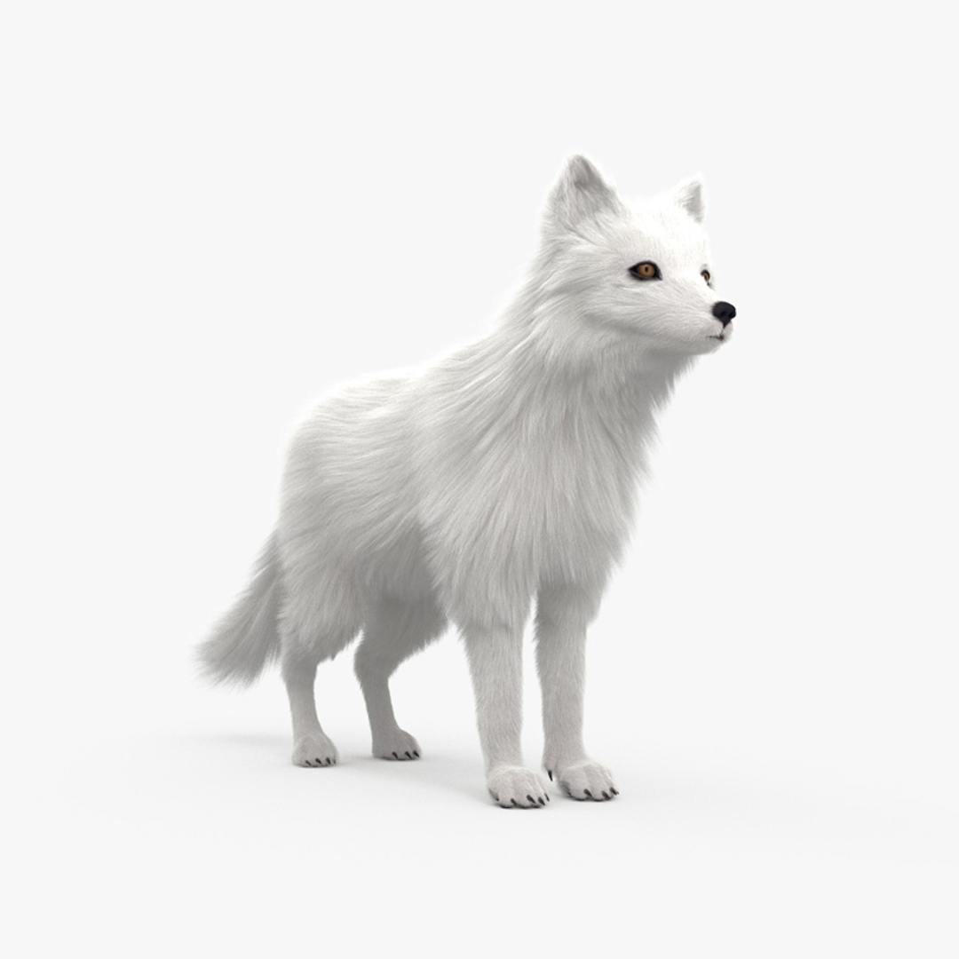3D model Arctic Fox HD - TurboSquid 1754424