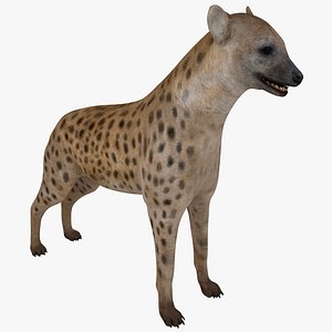 hyena animal modelled 3d model