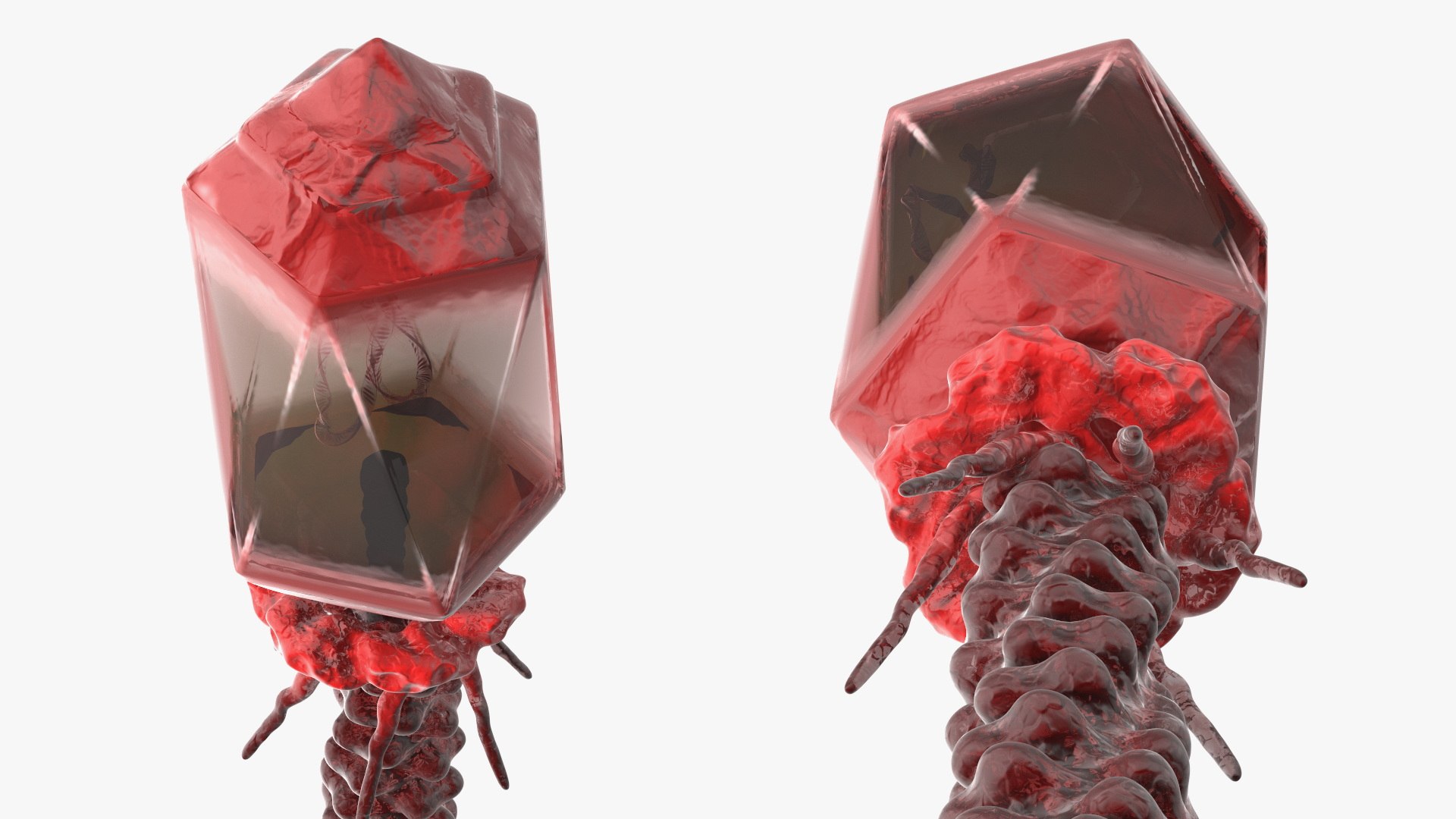 3D Bacteriophage Rigged for Cinema 4D https://p.turbosquid.com/ts-thumb/JG/XnQ9OP/6l/bacteriophage_rigged_014/jpg/1759138415/1920x1080/fit_q87/9114ccff141974b2d834b8f6a1c9957437f9257e/bacteriophage_rigged_014.jpg