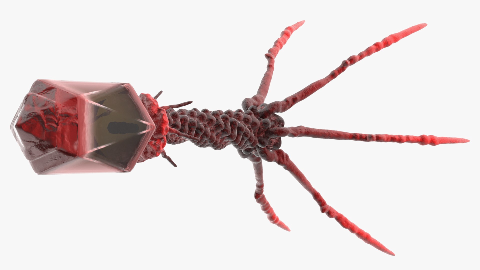 3D Bacteriophage Rigged for Cinema 4D https://p.turbosquid.com/ts-thumb/JG/XnQ9OP/EJ/bacteriophage_rigged_009/jpg/1759138394/1920x1080/fit_q87/6087a0013f29d5d5d915e9a68198dd84b3e8366a/bacteriophage_rigged_009.jpg