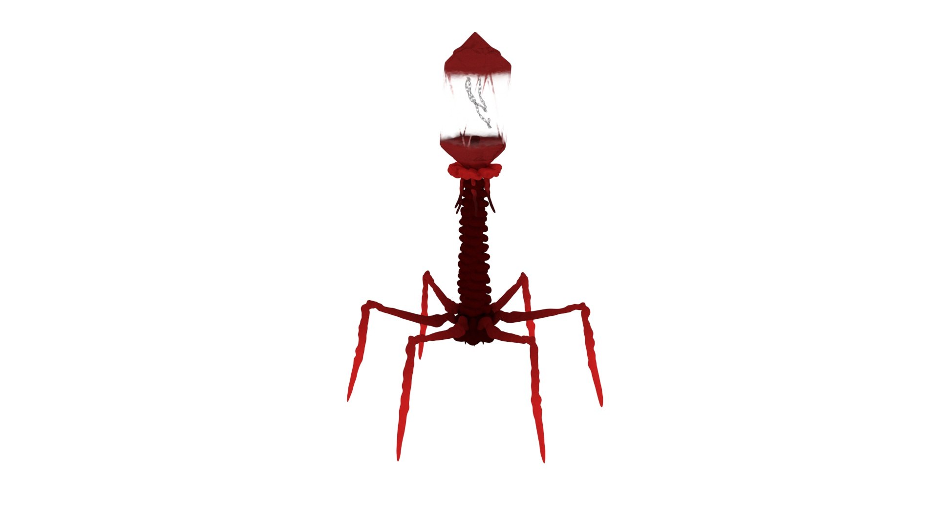 3D Bacteriophage Rigged for Cinema 4D https://p.turbosquid.com/ts-thumb/JG/XnQ9OP/ck/bacteriophage_rigged_for_cinema_4d_1002/jpg/1759138462/1920x1080/fit_q87/27450ed2dfdc023b79bddafe14c11dee5a64c38c/bacteriophage_rigged_for_cinema_4d_1002.jpg