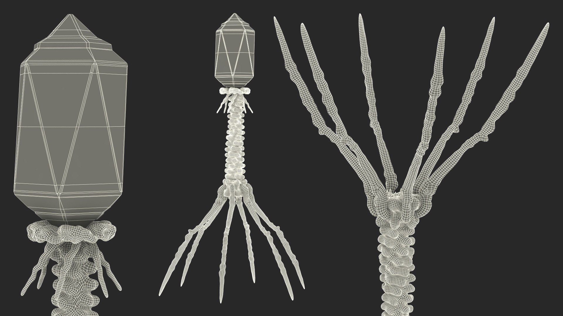 3D Bacteriophage Rigged for Cinema 4D https://p.turbosquid.com/ts-thumb/JG/XnQ9OP/fR/bacteriophage_rigged_021/jpg/1759138437/1920x1080/fit_q87/a949960b5c6141f5bc4567115446476c5883dea2/bacteriophage_rigged_021.jpg