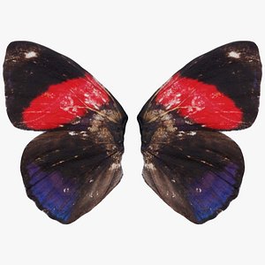 Red Lacewing Cethosia Cyane Remastered 3D model