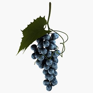 Blue Grapes