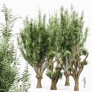 3D Pollard willow 4trees