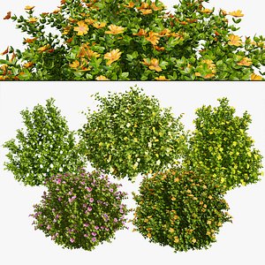 Flowering Potentilla Fruticosa bush plants