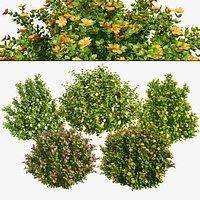 Flowering Potentilla Fruticosa bush plants