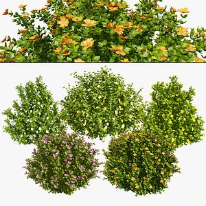 Flowering Potentilla Fruticosa bush plants