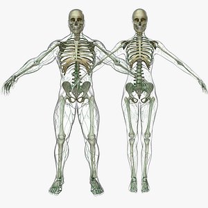 Lymphatic System Male / Female Combo