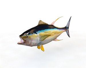 Yellow Fin Tuna Fish