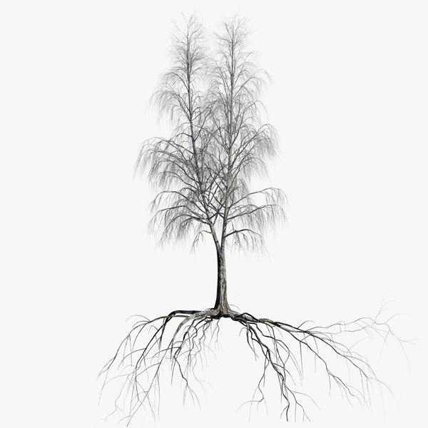 birch dry 5 tree 3D