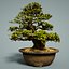 bonsai tree model