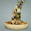 bonsai tree model