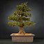 bonsai tree model
