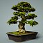 bonsai tree model