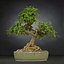 bonsai tree model