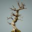 bonsai tree model