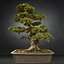 bonsai tree model