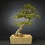 bonsai tree model