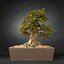 bonsai tree model