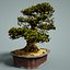 bonsai tree model