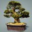 bonsai tree model