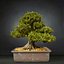 bonsai tree model
