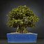 bonsai tree model