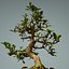 bonsai tree model