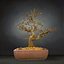 bonsai tree model