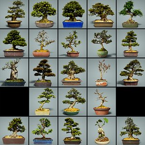 bonsai tree model