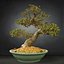 bonsai tree model
