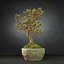bonsai tree model