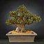 bonsai tree model