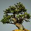 bonsai tree model
