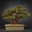 bonsai tree model