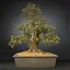 bonsai tree model