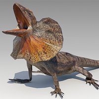 Frill-Necked Lizard