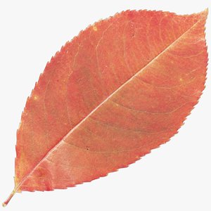autumn leaf 3D