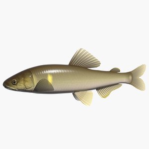 3ds max sweetfish ayu