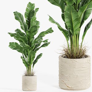 Plants collection 984