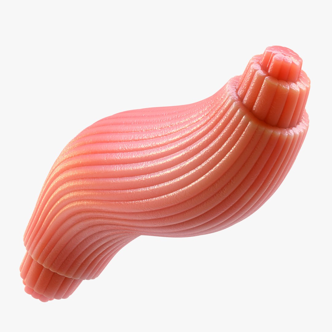 3D Skeletal Muscle Fiber Cross Section Anatomy https://p.turbosquid.com/ts-thumb/JH/gOl5Fj/CV/1/png/1680446607/1920x1080/fit_q87/e0372a942cba77c26c6f7276e9673bf300e23079/1.jpg