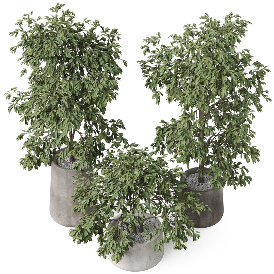 Plants collection 906 3D model https://p.turbosquid.com/ts-thumb/JH/v74wkT/3h/plant_906_03/jpg/1677235290/1920x1080/fit_q87/e87f218978bb17e026caf0c52caed89bea2bf947/plant_906_03.jpg