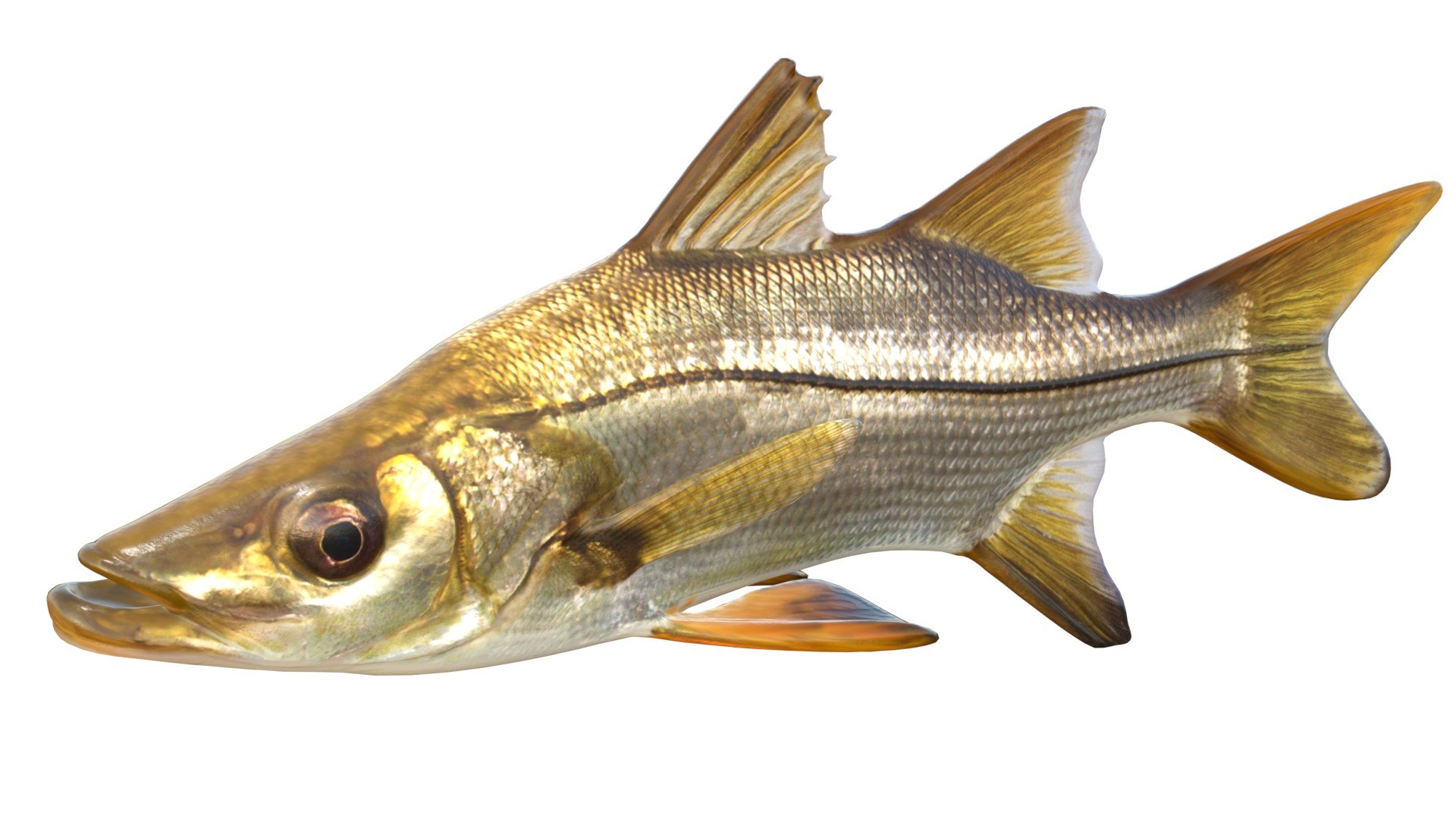 3D 50 Fish Sea Creatures Collection https://p.turbosquid.com/ts-thumb/JH/wWZhAj/42/1/jpg/1768031370/1920x1080/fit_q87/be1ea085005a58eb11975e208694744a078c6fde/1.jpg