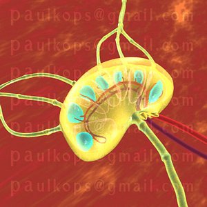 lymphnode_lwo