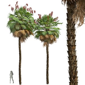 3D New Plant High detail Acoelorrhaphe Wrightii Fruit model