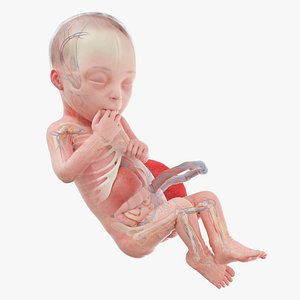 Fetus Anatomy Week 28 Animated model