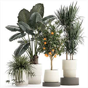 3D Beautiful plants Alocasia and Dracaena bush in a pot 1302 model