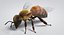 3D realistic bee real